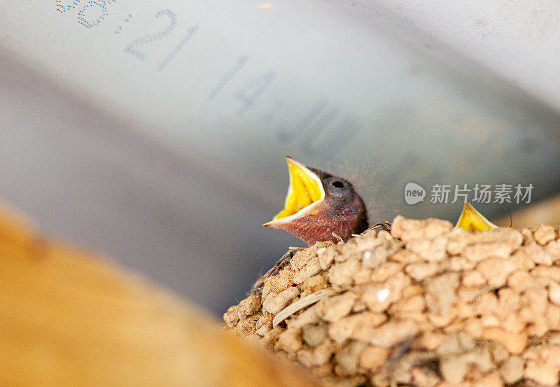岩马丁(Ptyonoprogne fuligula)雏鸟在粘土巢乞求食物